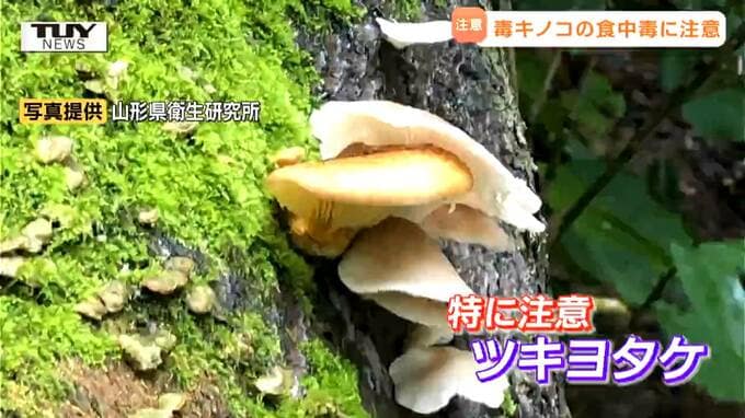 毒キノコの見分け方を専門家に聞く　身近なキノコの中に潜む "ソックリ" な毒キノコとは？「焼いたら大丈夫」「干したら大丈夫」は迷信　身を守るために大切なこととは|TBS NEWS DIG
