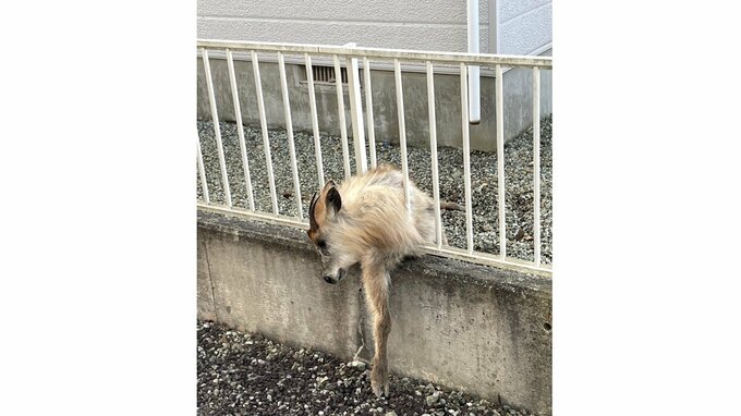 【現場写真】カモシカは女性にケガさせるも、民家のフェンスに挟まり捕獲（山形・東根市）　　|　山形のニュース│TUYテレビユー山形