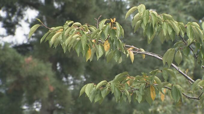 １１日夕方にかけて大雨の見込み　石川県内で土砂災害や低い土地の浸水・河川の増水・竜巻などに警戒|TBS NEWS DIG