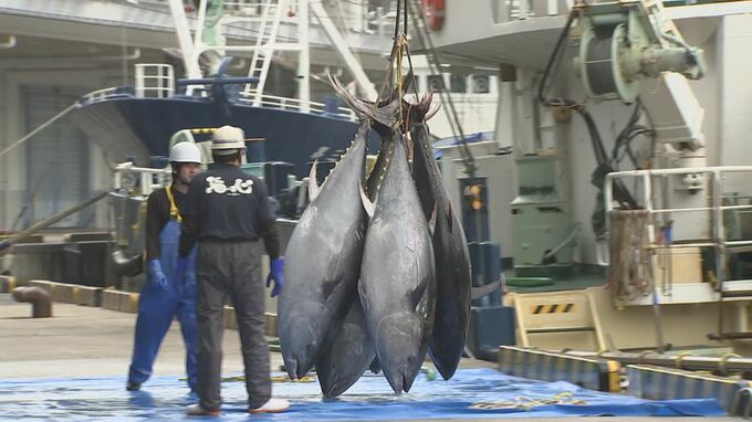 「クロマグロ」200キロ級も…境港で今季初水揚げ　1100トンの水揚げ見込む　「すごいデカい…」さっそく店頭に　|　BSSニュース | BSS山陰放送