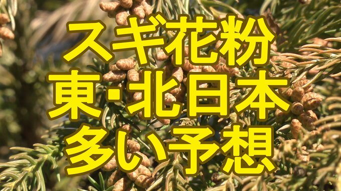 【スギ花粉情報】2026年は東日本～北日本で例年比・前年比ともに多く飛ぶ予想　「衆議院選挙寒波」抜けた後は気温上昇で注意　1か月予報も東日本～北日本中心に高温傾向に|TBS NEWS DIG