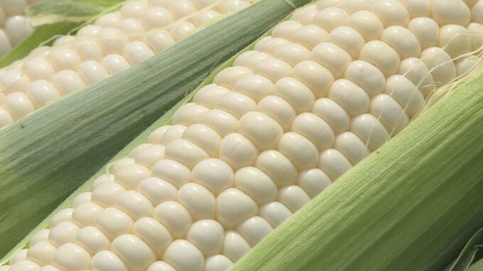 メロン以上という糖度18度の甘さが特徴　白いトウモロコシ収穫始まる　山口・宇部　|　山口のニュース・天気・防災｜tys NEWS｜ｔｙｓテレビ山口