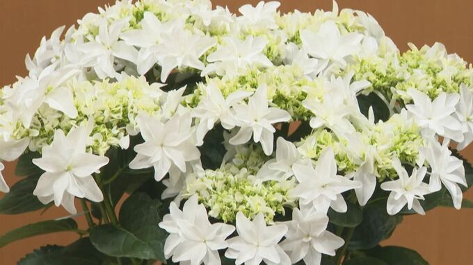 父の日にアジサイを　島根県開発の白いアジサイ「月うさぎ」　|　BSSニュース | BSS山陰放送