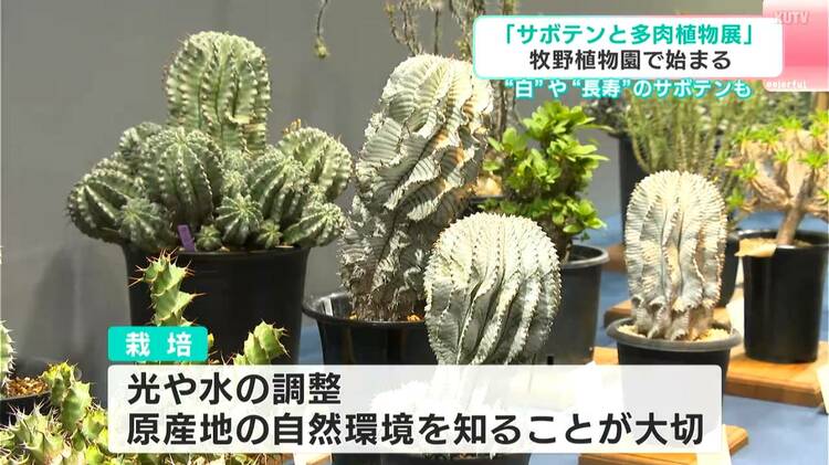 遥かな白銀の山々のふもとのサボテンのある風景 白いサボテン”など134鉢が牧野植物園に大集合！ 「サボテンと多肉植物