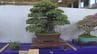 「緑の芸術」見事な枝ぶり勢ぞろい 県盆栽連合展 うるま市　|　沖縄のニュース｜RBC 琉球放送