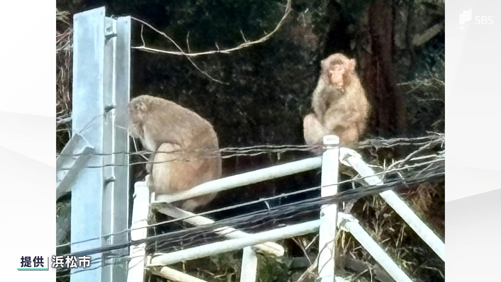 サルによるかみつき被害相次ぐ 年末年始の5日間で11人けが 親子とみ