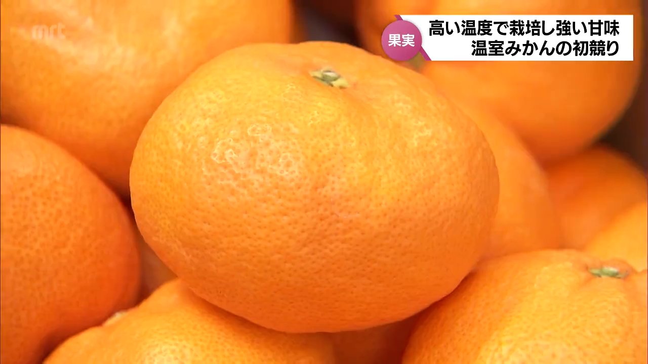 強い甘味が特徴 ハウスの中の高い温度で栽培した「温室みかん」 宮崎市