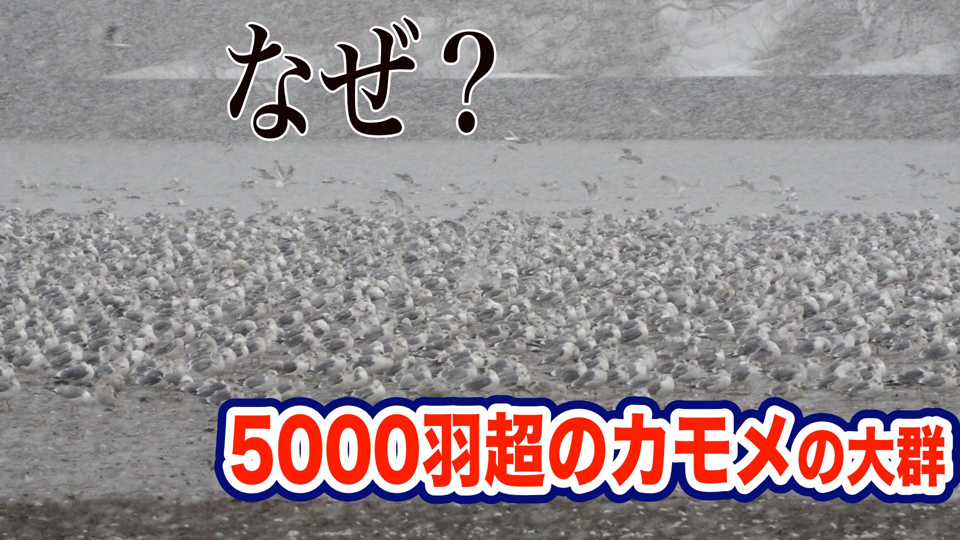 5000羽余りのカモメの大群」その理由は？ | 青森のニュース│ATV