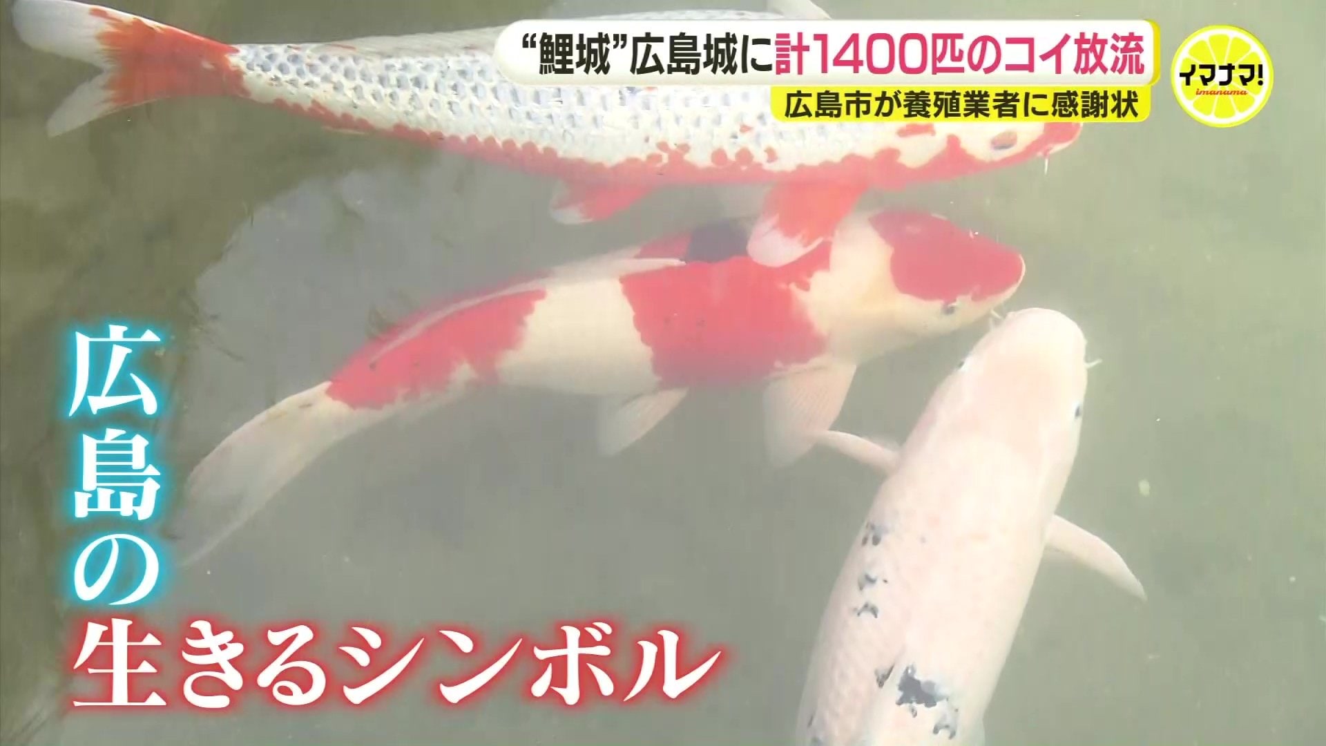 広島カープの由来“鯉城”に計1400匹のニシキゴイを放流「広島城の水面を