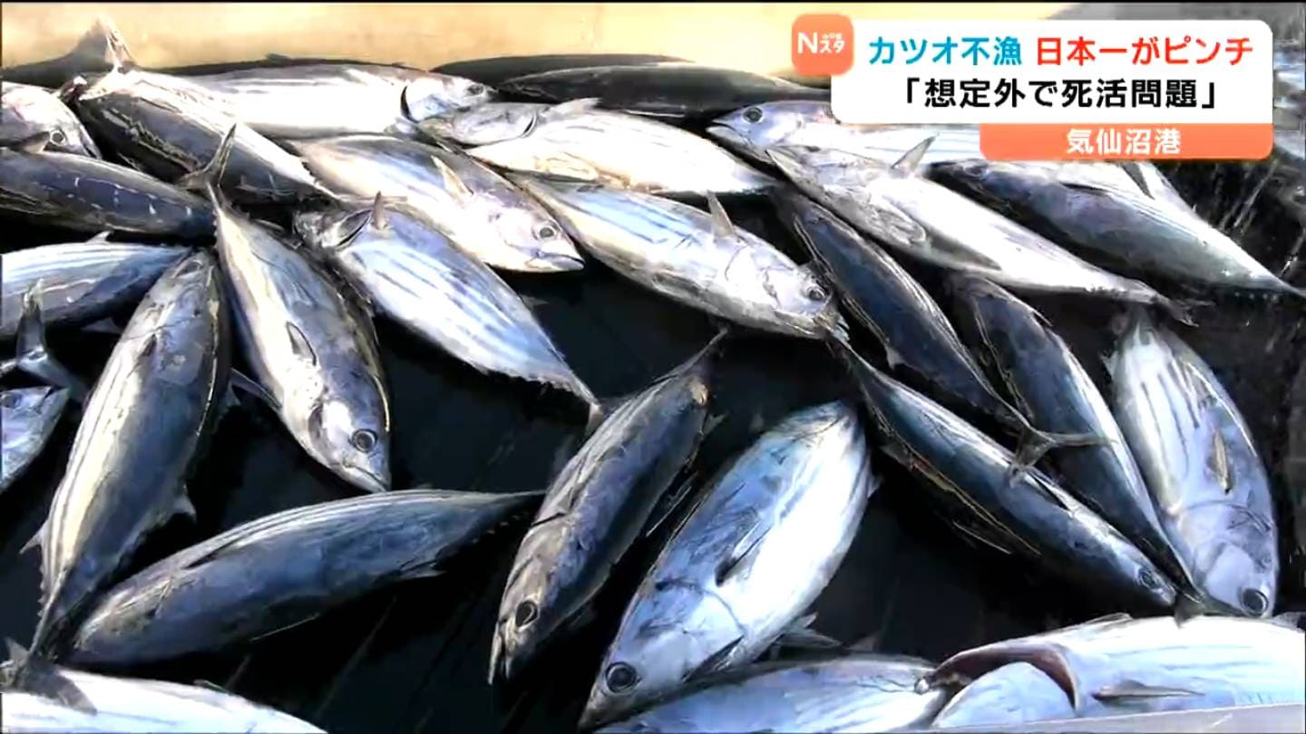29年連続日本一に“黄信号”生鮮カツオ水揚げ7分の1に激減 海でいったい