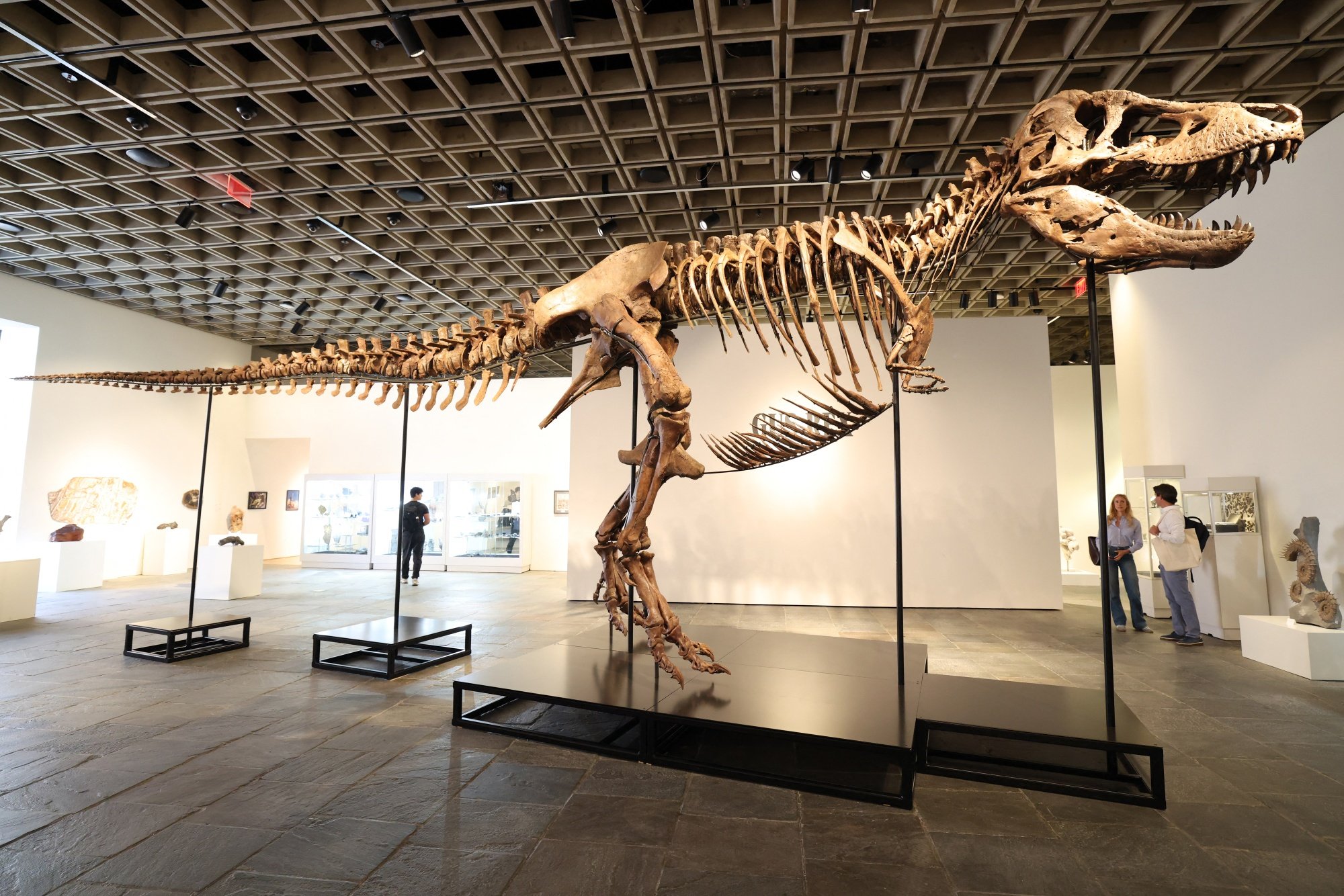 ティラノサウルス化石の落札額、過去最高の約81億円－米サザビーズ