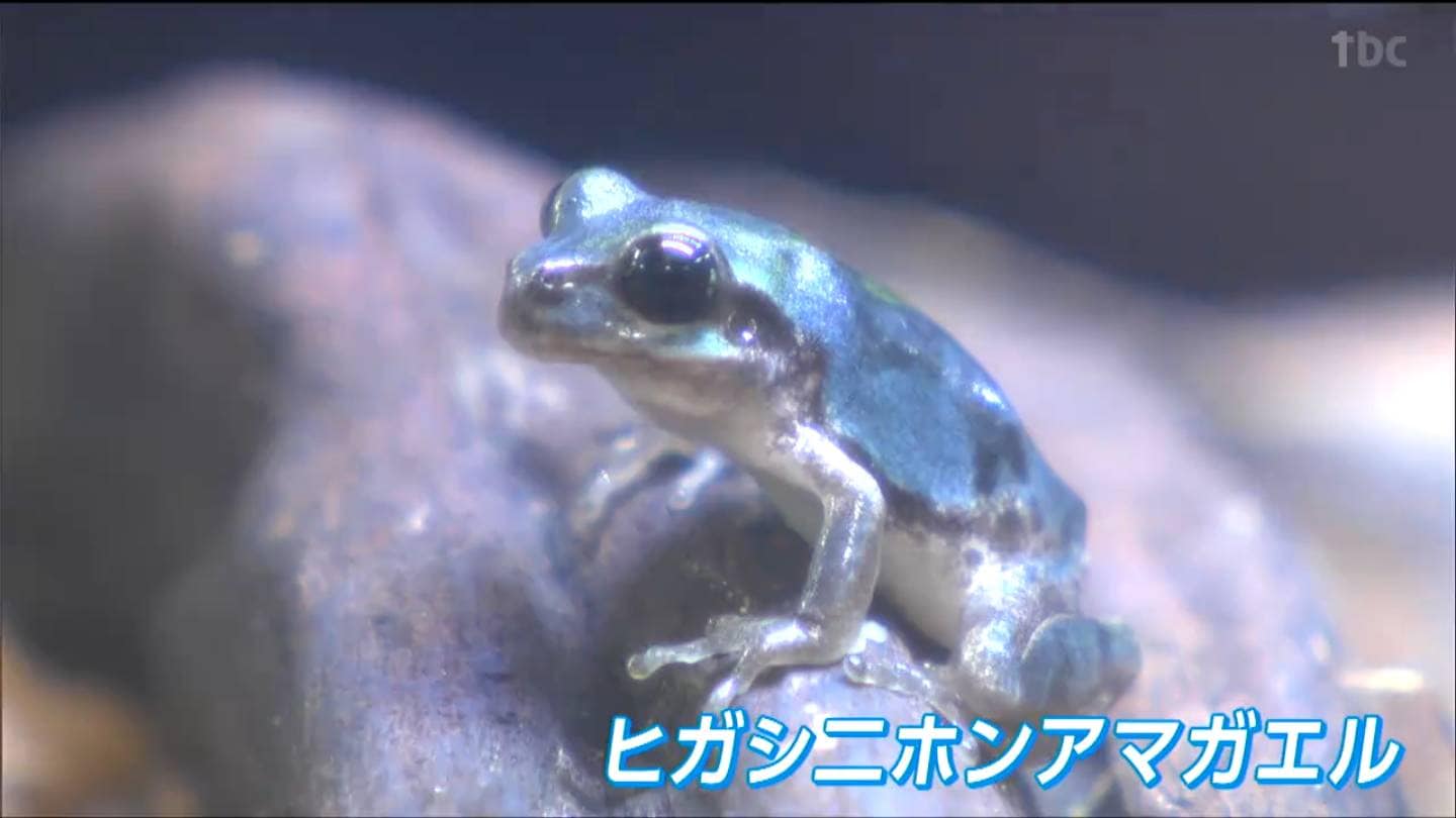 10万匹に1匹」青いアマガエルを小学生が発見！カマキリのえさ探しで