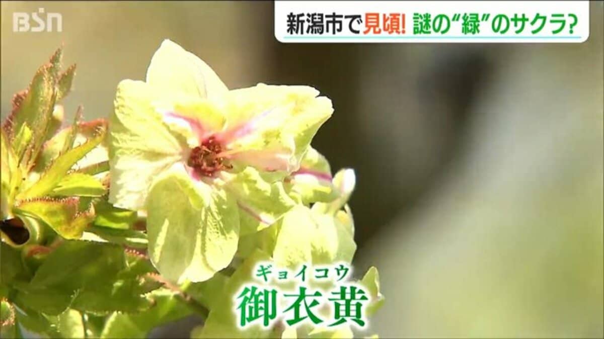 わずか4本 大変珍しい“黄緑色”のサクラ『御衣黄(ギョイコウ)』が