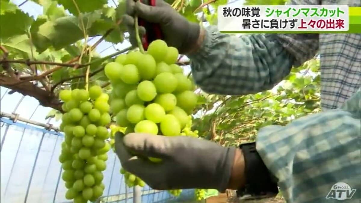 シャインマスカット上々の出来 暑さに負けず糖度20度！！ | 青森の