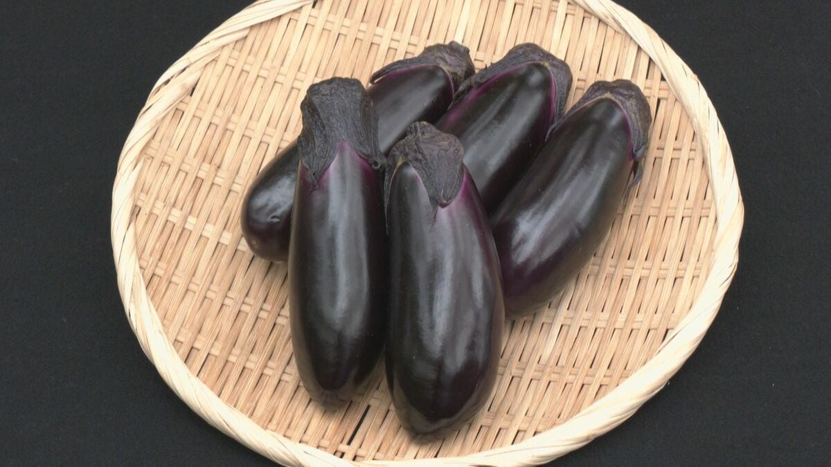 ｢とげなし美茄子（びーなす）｣収穫始まる ヘタにトゲがなく日持ちするのが特徴 猛暑で10日ほど出荷遅れる… 愛知･碧南市