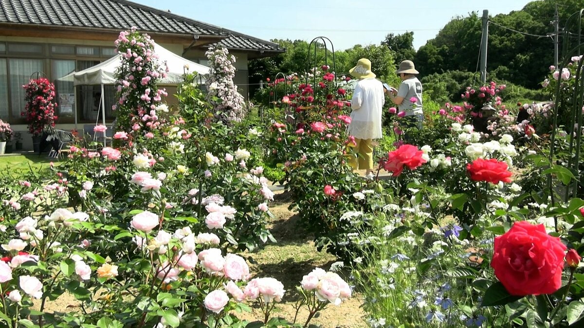 約360品種のバラが咲き誇るのは“個人の庭” 無料で開放【岡山・津山市