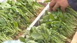 春の七草の出荷がピーク 七草がゆで1年の無病息災を祈る 大分 | 大分のニュース|OBS NEWS|大分放送