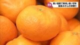 強い甘味が特徴 ハウスの中の高い温度で栽培した「温室みかん」 宮崎市で初競り | MRTニュース | MRT宮崎放送