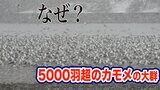 「５０００羽余りのカモメの大群」その理由は？　|　青森のニュース│ATV NEWS│青森テレビ
