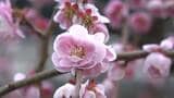 高知城「詰門」解放、梅の花が咲き始める　現在は“5分咲き”、見ごろは3月上旬⋯白・ピンク・黄色などの花が出迎える　|　高知のニュース・天気｜KUTV NEWS | KUTVテレビ高知