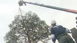 「マツを駅のシンボルに」小松駅で雪吊り作業始まる　|　石川県のニュース｜MRO北陸放送