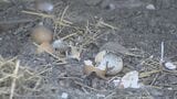 クマに襲われたか ニワトリ4羽が庭で死ぬ ｢エサをやろうと開けたら羽がぶわーっと｣ 岐阜･関市でクマの目撃情報相次ぐ　|　名古屋・愛知・岐阜・三重のニュース【CBC news】 | CBC web