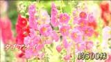 タチアオイが見頃を迎えている 梅雨の時期に咲く色鮮やかな花|TBS NEWS DIG