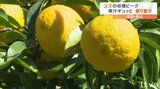果汁ギュッと 香り豊か ユズの収穫ピーク(愛媛) | 愛媛のニュース - Nスタえひめ|あいテレビは6チャンネル