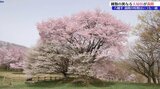 種類違うのに毎年そろって満開 カスミザクラとオオヤマザクラの「夫婦桜」 樹齢はともに約100年 八幡平市・岩手県民の森|TBS NEWS DIG