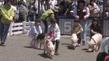 GWも終盤!各地でこどもの日イベント大盛況 千葉でヒツジにこぶたのレース 群馬でキャベツ抱え放題 スーパーではGWセールも|TBS NEWS DIG