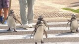 アニマル大使に任命のペンギンも交通安全を呼びかけ おおいた夏の事故ゼロ運動始まる | 大分のニュース|OBS NEWS|大分放送