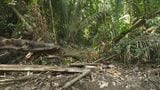 ブラジル・アマゾン 1か月で東京23区の1.5倍の面積の森林が消失|TBS NEWS DIG