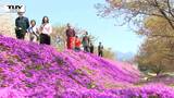 「毎年見て感激する」立谷川の春の名物 "芝桜" が見ごろ!ゴールデンウィークお出かけスポット(山形) | 山形のニュース│TUYテレビユー山形