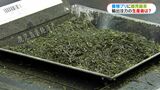 「トランプ関税は頭をハンマーで叩かれたよう」かごしま新茶初取引会で茶業関係者 | 鹿児島のニュース|MBC NEWS|南日本放送