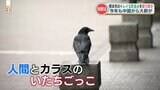 カラスなのに「イタチごっこ」とはこれいかに?『だまくらカラス作戦』から1か月…効果は? | 熊本のニュース|RKK NEWS|RKK熊本放送