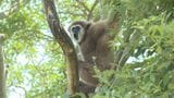 ときわ動物園のシロテテナガザル展示再開 山口・宇部|TBS NEWS DIG