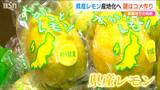 豪雪地・新潟で『県産レモン』に挑戦!! 栽培のカギは『米作り』の現場にあった! | 新潟のニュース・天気|BSN NEWS|BSN新潟放送