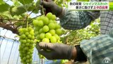 シャインマスカット上々の出来 暑さに負けず糖度20度!!|TBS NEWS DIG