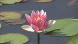 岐阜・高山市の山里の池でスイレンの花が白やピンクに色づく 9月末まで見ごろ | 名古屋・愛知・岐阜・三重のニュース【CBC news】 | CBC web