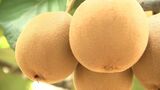 「重さ1つ約200グラム」世界最大級のキウイ「さぬきゴールド」の収穫始まる　申し分ない糖度【香川・善通寺市】　|　岡山・香川のニュース | 天気 | RSK山陽放送