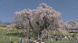 「桜ってこんなにも感動させるんだ」日本三大桜・三春滝桜が満開　福島|TBS NEWS DIG