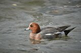【鳥インフルエンザ】富山湾の海岸近くで見つかったヒドリガモの死骸 遺伝子検査で陽性反応 富山・魚津|TBS NEWS DIG