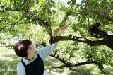 梅酒づくりのシーズン到来。気をつけないと酒税法違反の可能性も | 静岡のニュース | SBSNEWS | 静岡放送