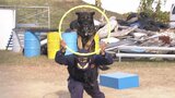 【犬たらしの警察官】警察犬を操る『ハンドラー』は元・水族館スタッフ「どれだけ自分のことを好きになってくれるか...」　大阪の訓練現場に密着！|TBS NEWS DIG