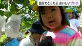 「一番いい！」と思う2房を 自分でとったよ おいしいブドウ　保育園児が収穫体験　新潟県佐渡市|TBS NEWS DIG