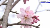 世界遺産のまち岩手・平泉町では樹齢160年のエドヒガンザクラの開花を宣言 県内各地で気温上昇|TBS NEWS DIG