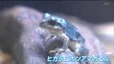 「10万匹に1匹」青いアマガエルを小学生が発見！カマキリのえさ探しで奇跡の出会い　仙台うみの杜水族館で緊急展示|TBS NEWS DIG