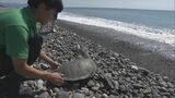 保護したウミガメ 元気に大海原へ 世界ウミガメの日に合わせ放流 三重・熊野市 | 名古屋・愛知・岐阜・三重のニュース【CBC news】 | CBC web