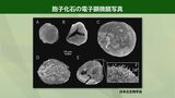 「古生代前期デボン紀の東北地方には草原が広がっていた」研究者も注目の岩手・大船渡市の地層で日本最古の植物化石を発見|TBS NEWS DIG
