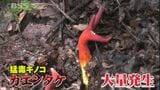 食べたら死に至る可能性も…奥大山の人気観光スポットで猛毒キノコ「カエンタケ」が異常発生　|　BSSニュース | BSS山陰放送